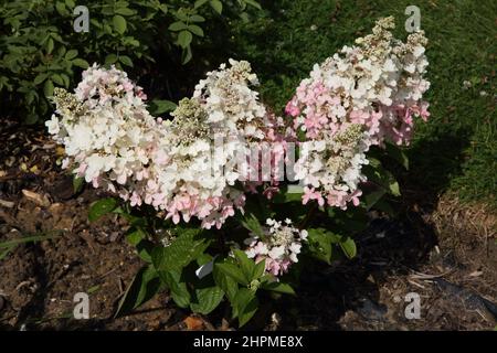 Hidrangea nel Surrey Garden Foto Stock