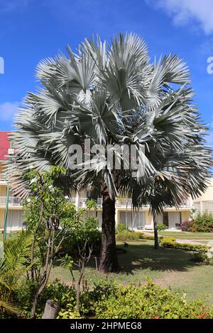 Bismarck Palm (Bismarckia nobilis), Reduit Beach, Rodney Bay, Gros Islet, Santa Lucia, Isole Windward, piccole Antille, Indie Occidentali, Mare dei Caraibi Foto Stock