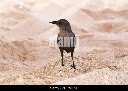 Carib Grackle (Quiscalus lugubris) femmina, Reduit Beach, Rodney Bay, Gros Islet, St Lucia, Isole Windward, piccole Antille, Indie Occidentali, Caraibi Foto Stock