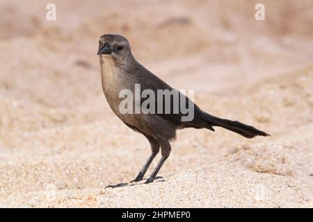 Carib Grackle (Quiscalus lugubris) femmina, Reduit Beach, Rodney Bay, Gros Islet, St Lucia, Isole Windward, piccole Antille, Indie Occidentali, Caraibi Foto Stock