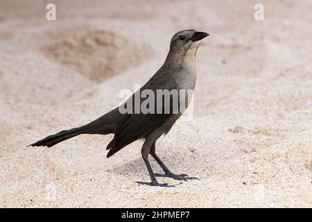 Carib Grackle (Quiscalus lugubris) femmina, Reduit Beach, Rodney Bay, Gros Islet, St Lucia, Isole Windward, piccole Antille, Indie Occidentali, Caraibi Foto Stock