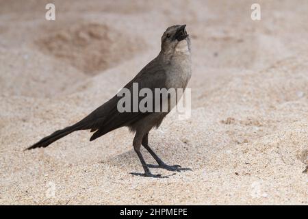 Carib Grackle (Quiscalus lugubris) femmina, Reduit Beach, Rodney Bay, Gros Islet, St Lucia, Isole Windward, piccole Antille, Indie Occidentali, Caraibi Foto Stock