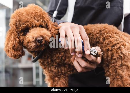 vista croppata del groomer afro-americano che taglia le artigli di barbatella marrone Foto Stock