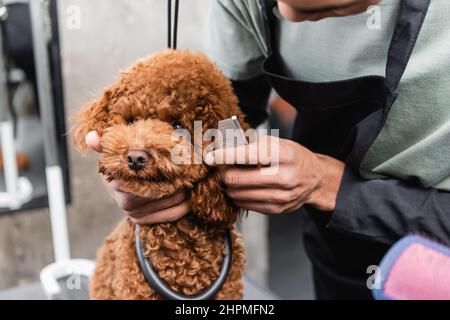 vista croppata del groomer afro-americano spazzolando la barretta marrone con il pettine Foto Stock