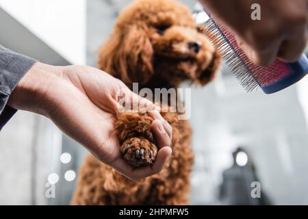 vista croppata del groomer afro-americano che tiene il pennello slicker vicino alla zampa di barbolo Foto Stock