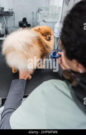 vista croppata del groomer afro-americano che tiene pennello slicker vicino a spitz pomeranian Foto Stock