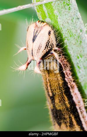 Caligo eurilochus, il gigante della foresta gufo, è una farfalla gufo. Foto Stock