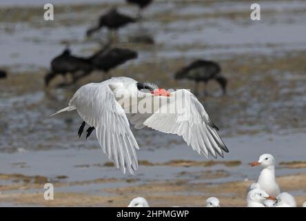 Caspian Tern (Hydrophne caspia) adulto in volo basso su mudflats Oman Dicembre Foto Stock