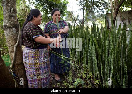 Donne del gruppo di AMIDI a Pachay Guatemala in giardino per cure naturali e verdure. Foto Stock