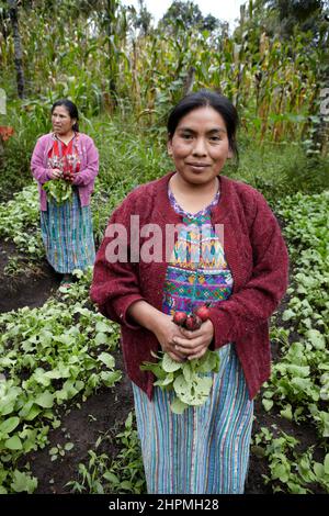 Donne del gruppo di AMIDI a Pachay Guatemala in giardino per cure naturali e verdure. Foto Stock
