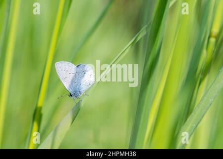 Cupido alcetas, il blu dalla coda corta provenzale, è una piccola farfalla appartenente alla famiglia Lycaenidae, maschile. Foto Stock
