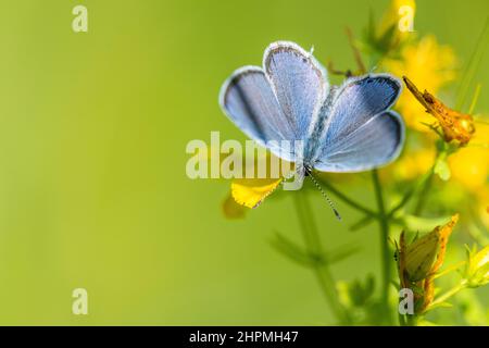 Cupido alcetas, il blu dalla coda corta provenzale, è una piccola farfalla appartenente alla famiglia Lycaenidae, maschile. Foto Stock