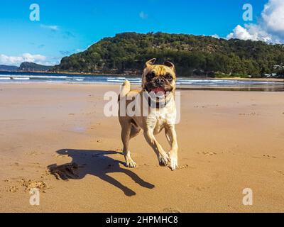 Pugalier (pug e un cavalier re Charles spaniel ibrido), con grande grin ama correre lungo una spiaggia, Umina Beach, NSW, Australia Foto Stock