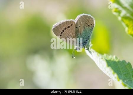 Glaucopsyche alexis è una farfalla della famiglia Lycaenidae, femminile. Foto Stock