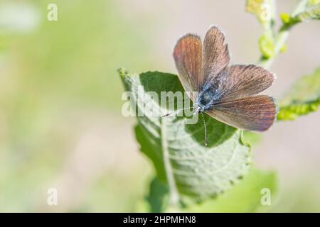 Glaucopsyche alexis è una farfalla della famiglia Lycaenidae, femminile. Foto Stock