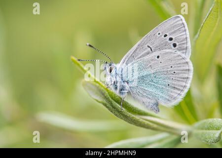 Glaucopsyche alexis è una farfalla della famiglia Lycaenidae, femminile. Foto Stock