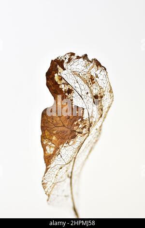 Decadimento delle foglie che mostra lo scheletro delle vene su sfondo bianco, profondità poco profonda della macro fotografia di campo Foto Stock