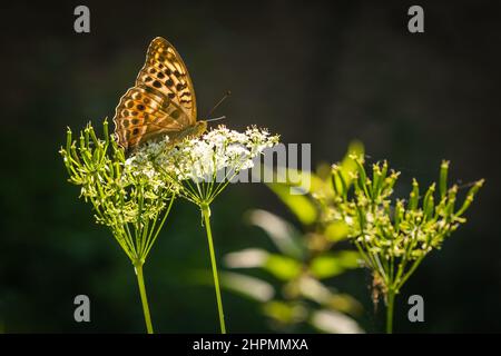 fritillario argentato, una farfalla femmina puntata di colore arancio marrone, forma valesina, seduta su un fiore bianco. Vista laterale con il sole che splende Foto Stock