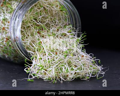 germogli di erba medica in vaso di vetro su piatto di ardesia su sfondo nero, nutrizione sana con micro verdi allevati in casa Foto Stock