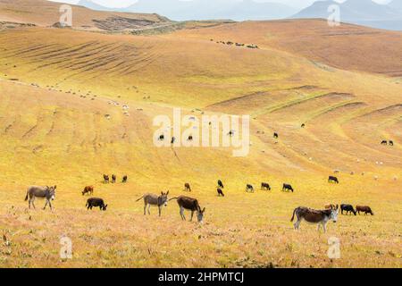 Viaggio in Lesotho. Nelle colline erbose una mandria di asini, mucche e pecore Foto Stock