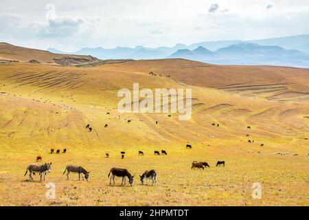 Viaggio in Lesotho. Nelle colline erbose una mandria di asini, mucche e pecore Foto Stock