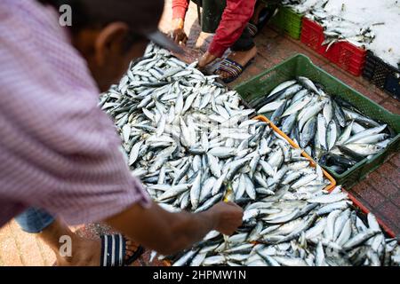 I lavoratori portuali scaricano pesce fresco da una barca al porto di Casablanca, Marocco, Nord Africa. Foto Stock