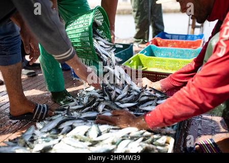 I lavoratori portuali scaricano pesce fresco da una barca al porto di Casablanca, Marocco, Nord Africa. Foto Stock