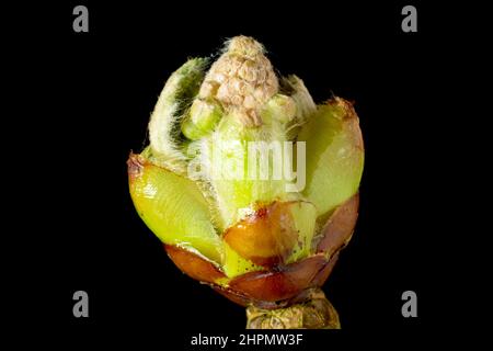 Cavallo Castagno o Conker albero (aesculus hippocastaneum), primo piano la vita morta di un germoglio di foglia apertura per rivelare le nuove foglie e germogli di fiori all'interno. Foto Stock