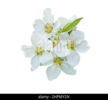 Fiore di mela. Fiore di primavera fiori di mela fiorito isolato su bianco. Foto Stock