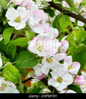 Fiore di mela. Gli alberi di mele sono in piena fioritura. Primavera. Foto Stock