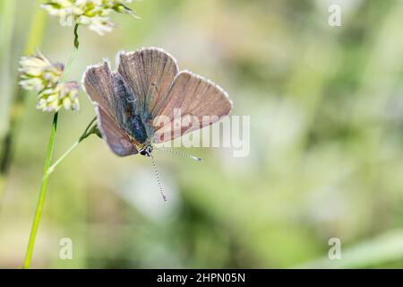 Il titiro di Lycaena, il rame sooty, è una farfalla della famiglia Lycaenidae. Si trova in Europa, femmina. Foto Stock