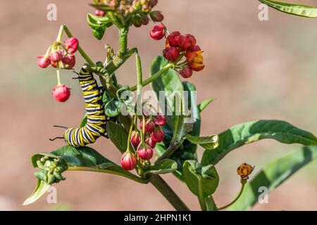 La farfalla monarca o semplicemente monarca (Danaus plexippus) è una farfalla di munghie, bruco su una delle sue piante ospiti Asclepias curassavica. Foto Stock