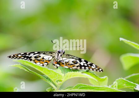 Papilio demoleo è una farfalla comune e diffusa a coda di rondine. La farfalla è nota anche come farfalla di lime, farfalla di limone. Foto Stock