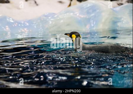 Gruppo di pinguini Galapagos si erigono sulle pietre e giocano vicino all'acqua. Loro Park, Tenerife, Isole Canarie, Spagna Foto Stock