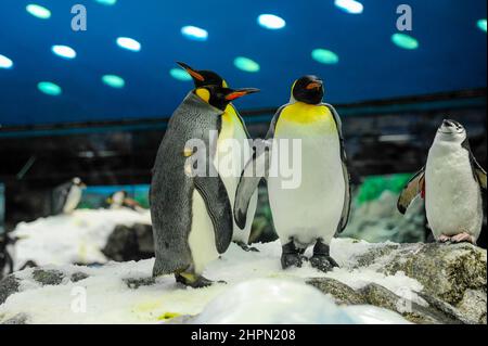 Gruppo di pinguini Galapagos si erigono sulle pietre e giocano vicino all'acqua. Loro Park, Tenerife, Isole Canarie, Spagna Foto Stock