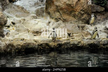 Gruppo di pinguini Galapagos si erigono sulle pietre e giocano vicino all'acqua. Loro Park, Tenerife, Isole Canarie, Spagna Foto Stock