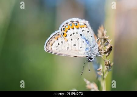 Plebejus idas (Lidas) è una farfalla della famiglia Lycaenidae, maschile. Foto Stock