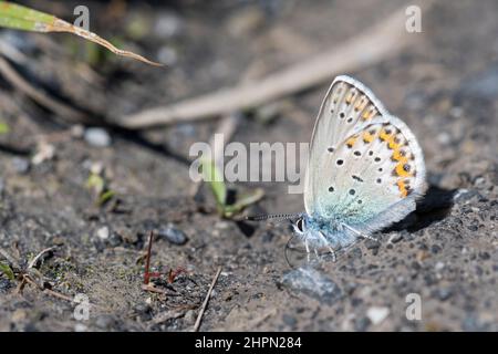 Plebejus idas (Lidas) è una farfalla della famiglia Lycaenidae, maschile. Foto Stock
