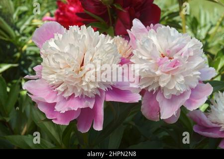 Peony corallo Hawaiiano rosa (Paeonia 'Corallo Hawaiiano Rosa'). Ibrido tra Paeonia 'Charlie's White' e Paeonia peregrina 'otto Froeber') Foto Stock