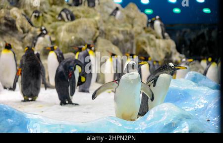 Gruppo di pinguini Galapagos si erigono sulle pietre e giocano vicino all'acqua. Loro Park, Tenerife, Isole Canarie, Spagna Foto Stock