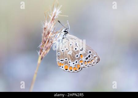 La farfalla blu comune (Polyommatus icarus) è una farfalla della famiglia Lycaenidae della sottofamiglia Polyommatinae. Foto Stock