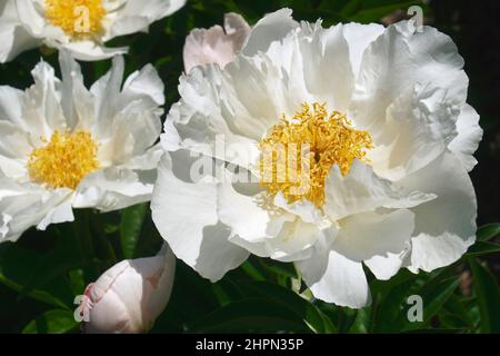 Peonia ibrida cinese (Paeonia lactiflora 'Krinkled White') Foto Stock