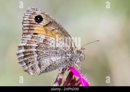 Satyrus ferula, il grande satyr sooty, è una farfalla della famiglia Nymphalidae. Foto Stock