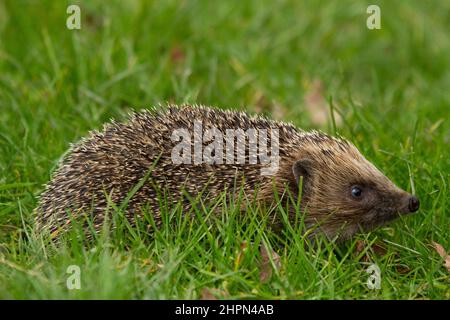 Hedgehog, hedgehog naturale, nativo europeo (Erinaceus Europaeus) che foraggia in habitat naturale giardino. Rivolto a destra. Orizzontale. Spazio copia. Foto Stock