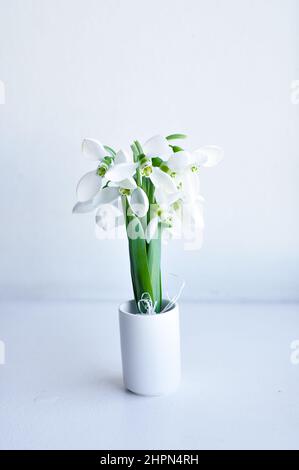 Bouquet di prime gocce di neve su sfondo bianco Foto Stock