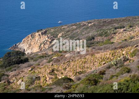 Vigneti, Isola del Giglio, Mar Tirreno, Arcipelago Toscano, Toscana, Italia, Europa Foto Stock