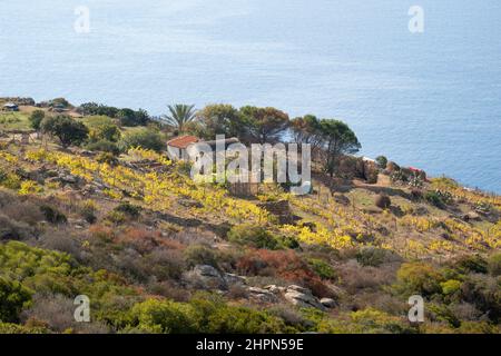 Vigneti, Isola del Giglio, Mar Tirreno, Arcipelago Toscano, Toscana, Italia, Europa Foto Stock