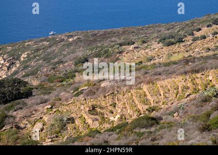 Vigneti, Isola del Giglio, Mar Tirreno, Arcipelago Toscano, Toscana, Italia, Europa Foto Stock