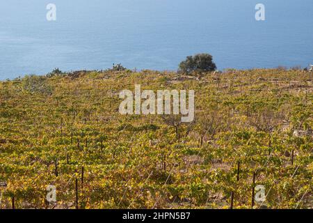 Vigneti, Isola del Giglio, Mar Tirreno, Arcipelago Toscano, Toscana, Italia, Europa Foto Stock