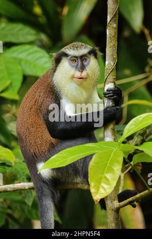 Scimmia Mona (Cercopithecus mona) seduta su un albero, Parco Nazionale Grand Etang, Grenada. Foto Stock